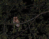 Hoppy Guy spots an owl in Minneapolis #2