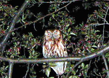 Hoppy Guy spots an owl in Minneapolis #3