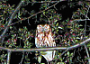 Hoppy Guy spots an owl in Minneapolis #3