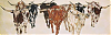steers